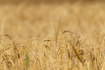 Sunny gold wheat straws close-up. Yellow barley texture, blurred background. Agriculture gathering in crops summer time