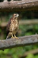 Fledgling Broad-winged hawk baby sits perched on fence rail looking around