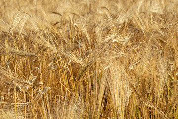 Sunny yellow wheat straws close-up. Yellow grain textured background. Agriculture gathering in...