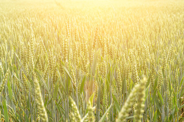 Green wheat rye landscape in sun day. Golden harvest background. Bread plant agriculture farm cereal crop in sunset.