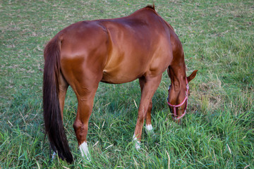 Obraz premium Pferd, Pferde, Hengst auf einer Weide, Koppel beim grasen 