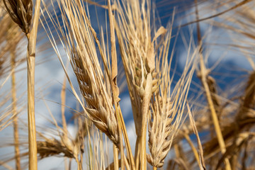 Sunny gold wheat straws on epic cloudy blue sky macro. Agriculture gathering in crops summer time