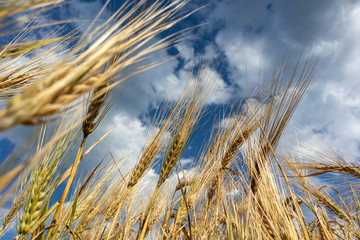 Sunny gold wheat straws on cloudy blue sky close-up. Agriculture gathering in crops summer time