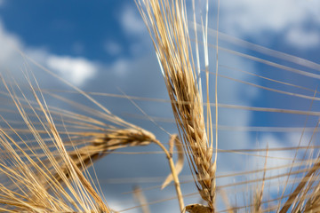 Sunny gold wheat crop straws on epic cloudy blue sky close-up. Agriculture gathering in crops...