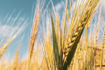 Sunny gold wheat straw close-up with blurred field background. Agriculture gathering in crops summer time macro color graded