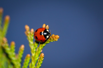 eine Nahaufnahme eines Marienkäfers der auf einer Pflanze sitzt.
