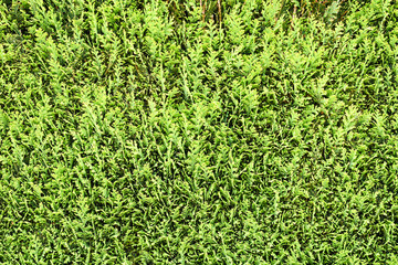 green background