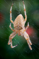 Macro einer Kreuzspinne im Netz
