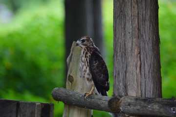 Fledgling Broad-winged hawk baby sits perched on fence rail at forest edge