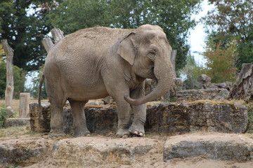 Naklejka premium Un éléphant !