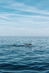 whales in the open ocean 