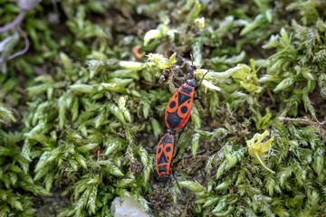 Zwei Feuerwanzen bei der Paarung auf eine Pflanze.
