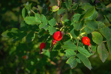 Bright red dog rose hips on a branch close-up. Wild rosehips in nature.