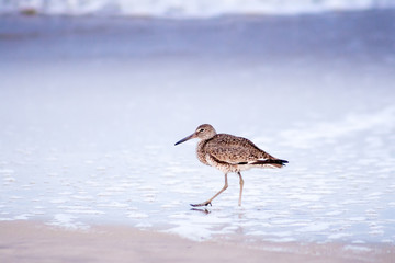 A Willet (Tringa semipalmata) foraging for food along the water's edge at Assateague Island National Seashore, Maryland