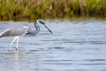 A Tricolored Heron (Egretta tricolor), also known as a Louisiana Heron, catching a fish in salt marsh wetlands at Assateague Island National Seashore, Maryland