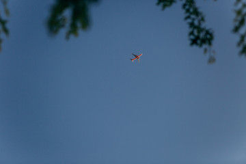 red plane flight blue sky high tree