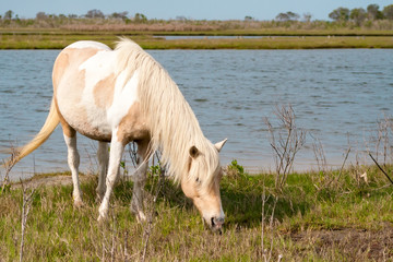 Obraz na płótnie Canvas A wild pony (Equus caballus) grazing in salt marsh wetlands at Assateague Island National Seashore, Maryland