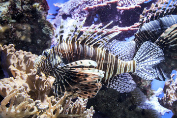 Ein gefährlicher Feuerfisch in einem Riff.