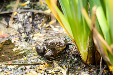 Portrait eine Nahaufnahme einer Erdgröte Bufo Bufo
