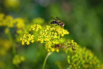 Hoverflies, also called flower flies or syrphid flies, make up the insect family Syrphidae.