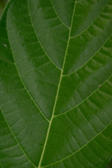 Close up Green Leaf Background Photography  with copy space