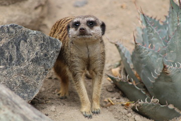 Fototapeta premium Suricate 