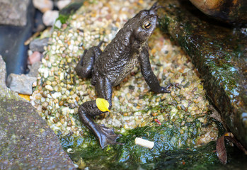Eine Erdkröte Bufo Bufo am Rand eines Teich.

