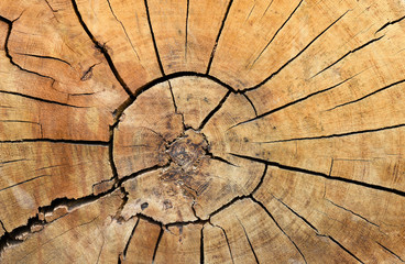 cross section of tree trunk