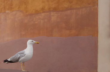 seagull on the wall