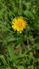 yellow dandelion flower