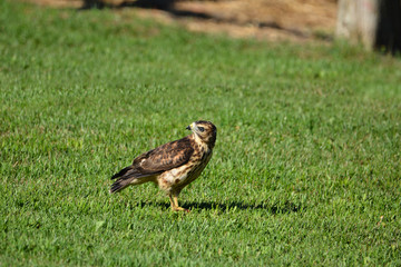 Juvenile Broad-winged hawk eating a frog