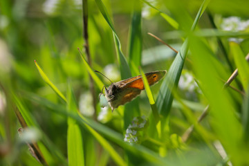 Ein Schmetterling versteckt im Gras einer Wiese.