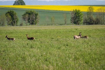 Eine Gruppe von Rehe grast auf einer Wiese.
