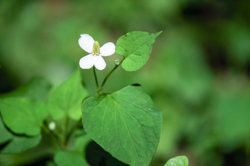 木陰に咲く真っ白なドクダミの花