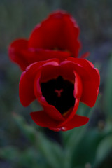 single red tulip
