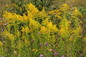 Obraz premium Yellow flowers of Solidago, or goldenrods