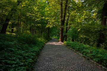 Fototapeta premium park outdoor walking paved trail peaceful landscaping environment space summer day time green foliage plants and no people