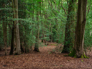Dense trees in the woods, leaves on the ground 