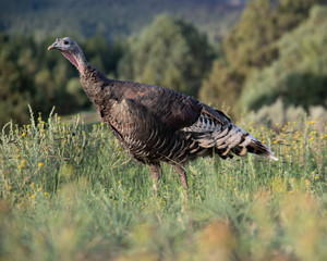A turkey stands in the summer grasses of New Mexico.