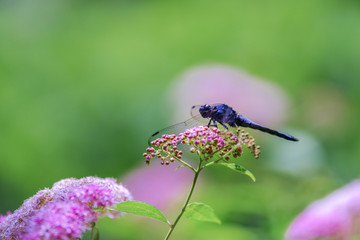 シモツケの花にとまるシオカラトンボ