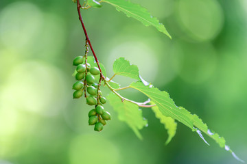 ボケを背景にしたキブシの実