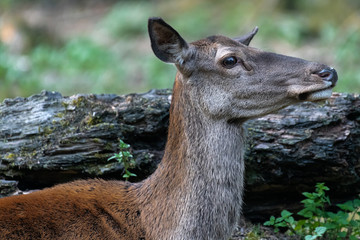 Female Red Deer (Cervus elaphus)