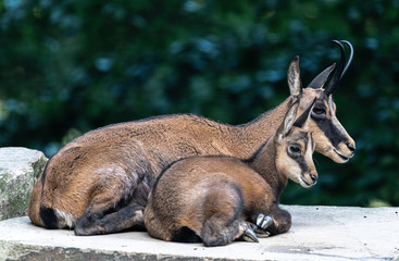 Female Chamois with Young One (Rupicapra rupicapra)