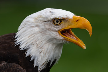 Portrait of a Bald Eagle (Haliaeetus leucocephalus)
