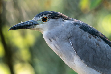 Black-crowned Night Heron (Nycticorax nycticorax)