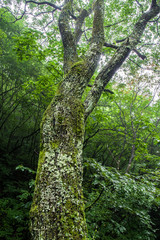 山奥の森林に生える苔むした樹木