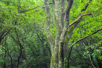 山奥の森林に生える苔むした樹木