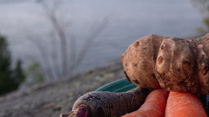 Close up photo of carrots and jerusalem artichokes on a green plate in various colors and sizes. Concept photo for local and sustainable farm produce.
