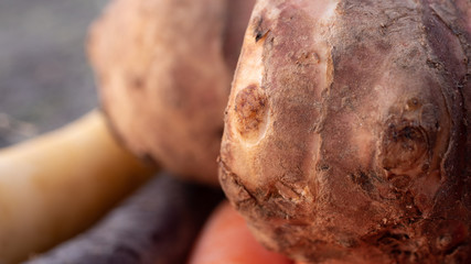 Close up photo of carrots and jerusalem artichokes on a green plate in various colors and sizes. Concept photo for local and sustainable farm produce.