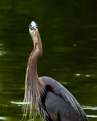 Goofy Blue Heron